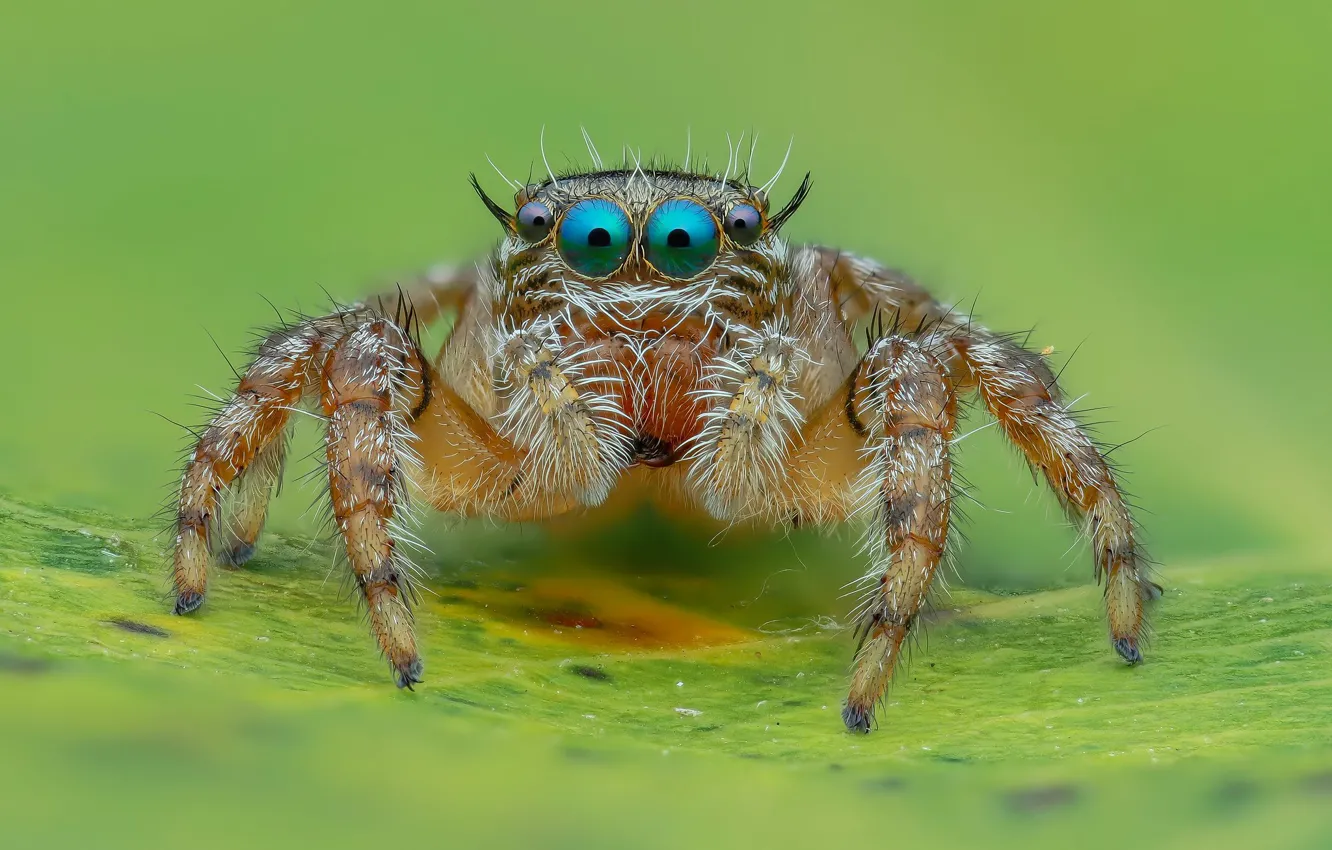 Photo wallpaper eyes, macro, background, leaf, legs, spider, jumper, jumper