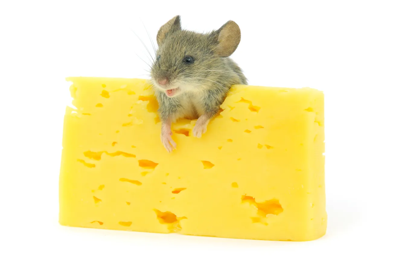 Photo wallpaper mouse, cheese, cheese, mouse, rodents