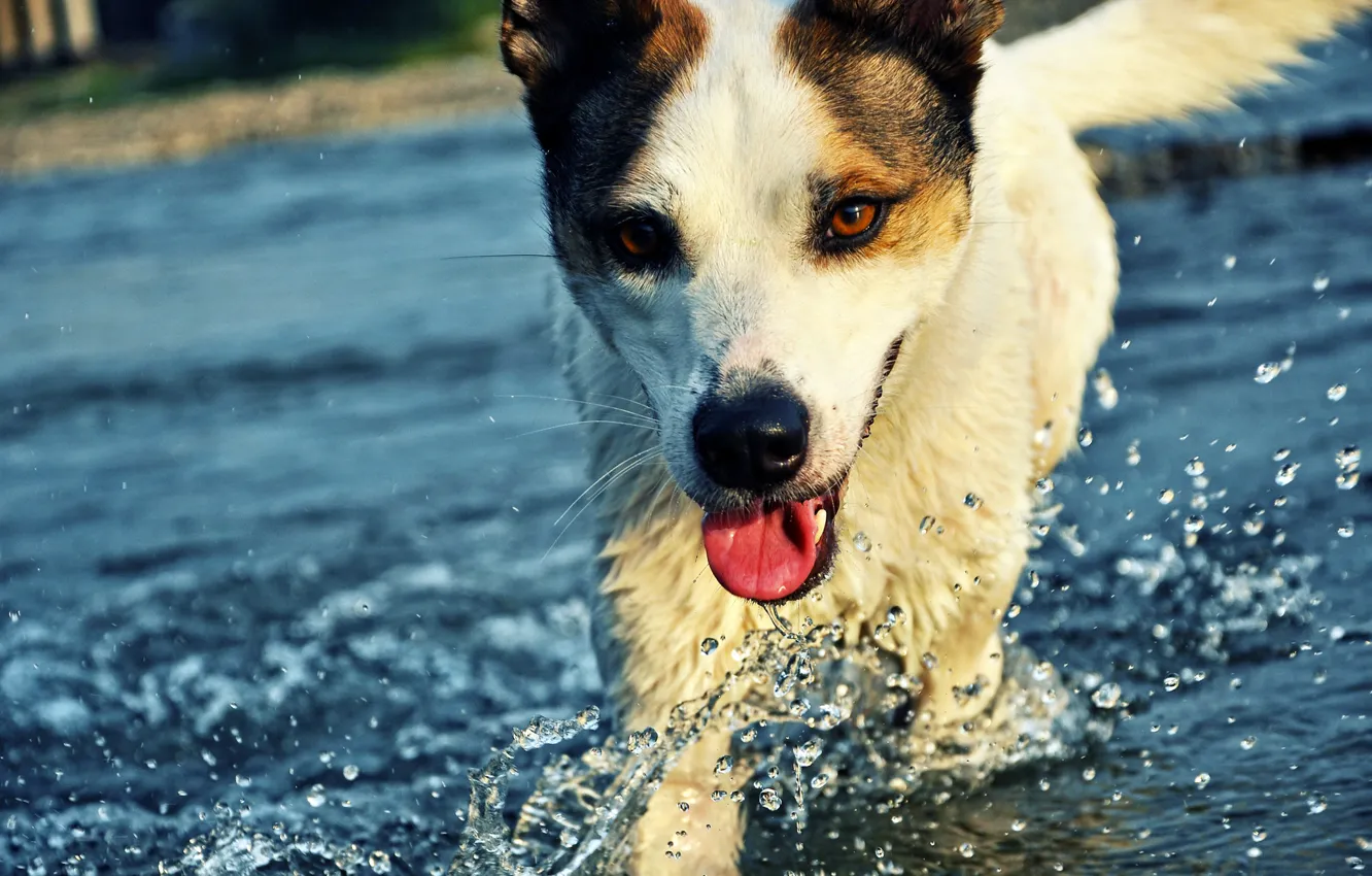 Photo wallpaper WATER, DROPS, LANGUAGE, FACE, SQUIRT, DOG