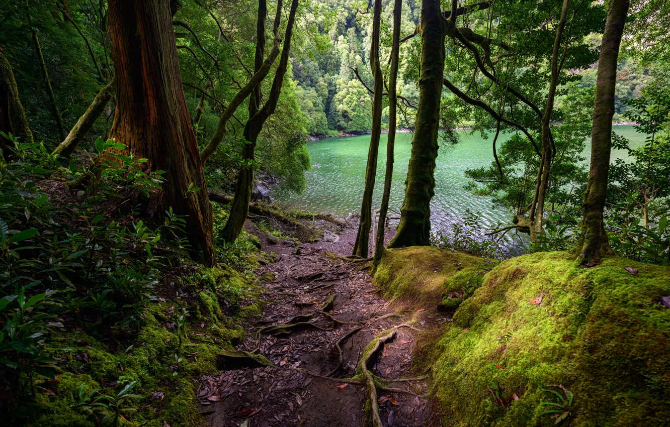 Photo wallpaper forest, trees, lake, moss, Portugal, path, the bushes, Azores