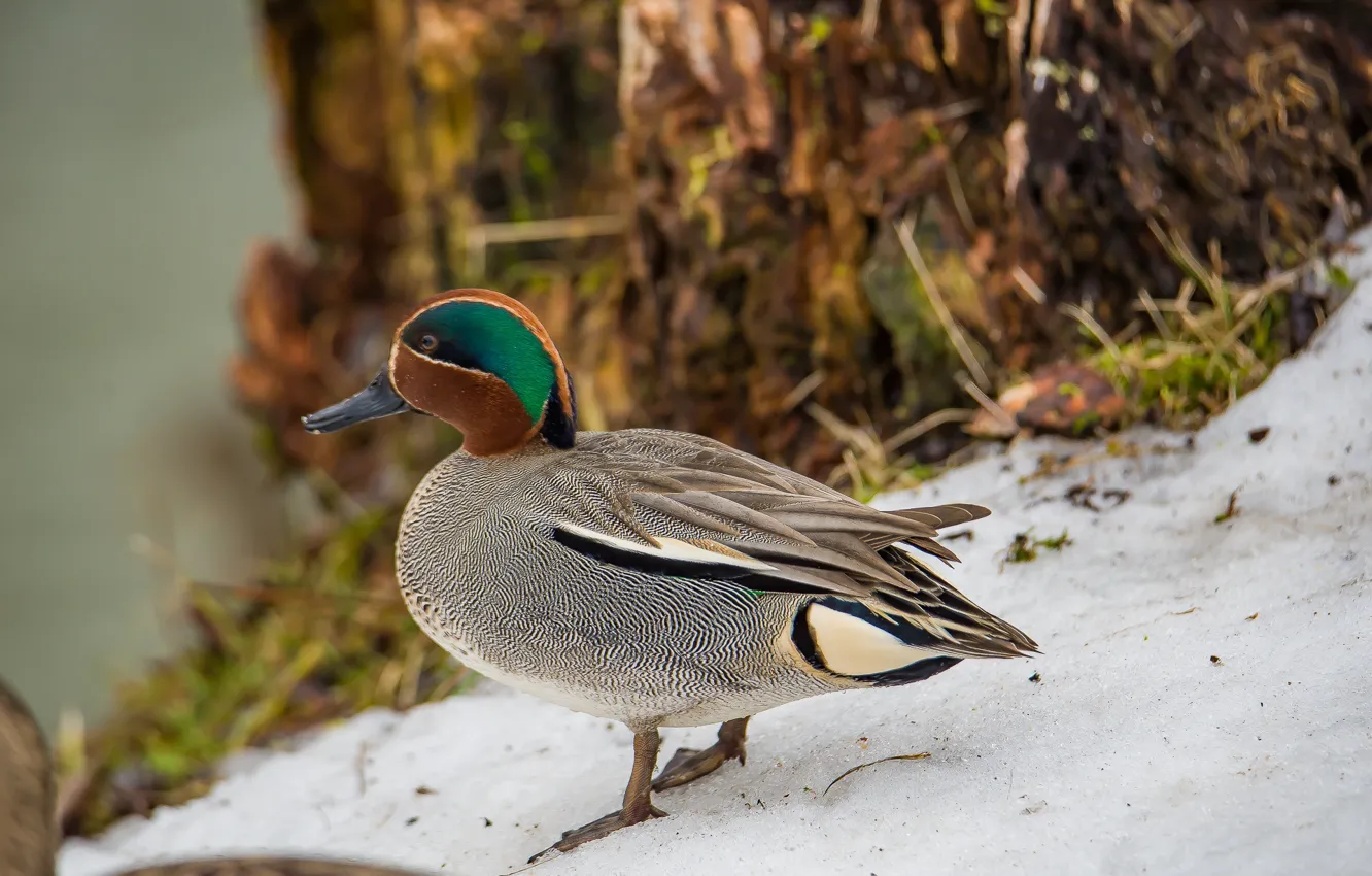 Photo wallpaper bird, duck, photohunt, teal whistler