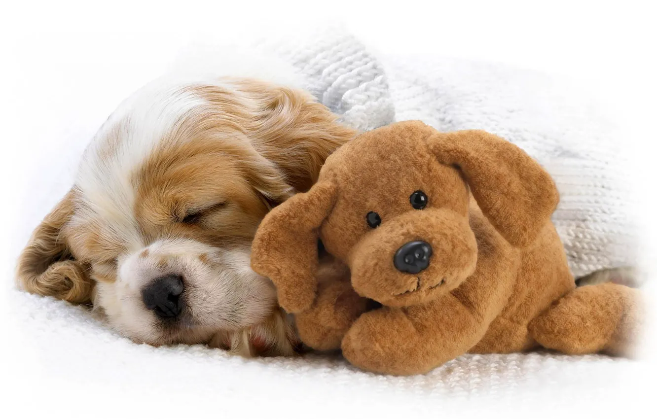 Photo wallpaper toy, baby, puppy