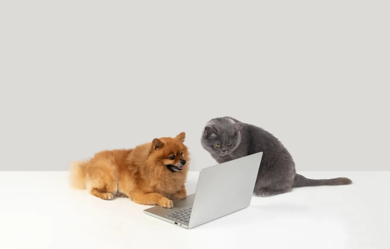 Photo wallpaper cat, dog, laptop, Internet trolls