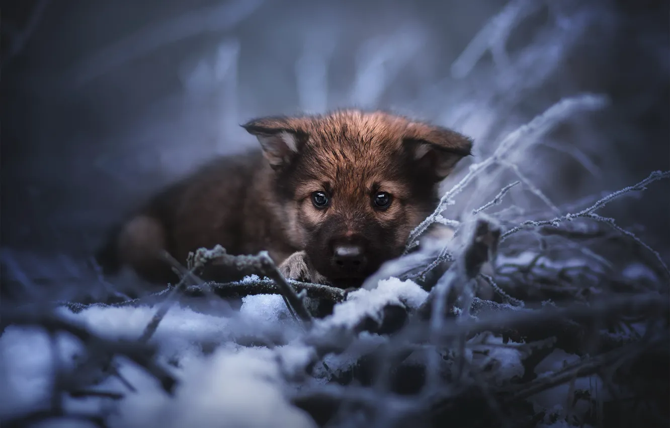 Photo wallpaper cold, nature, dog, puppy