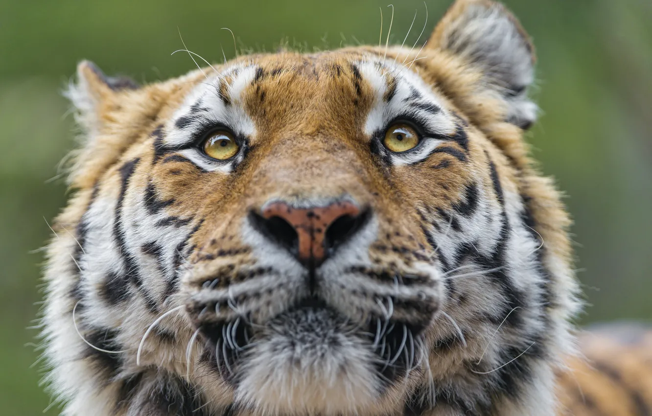 Photo wallpaper cat, face, tiger, Amur, ©Tambako The Jaguar