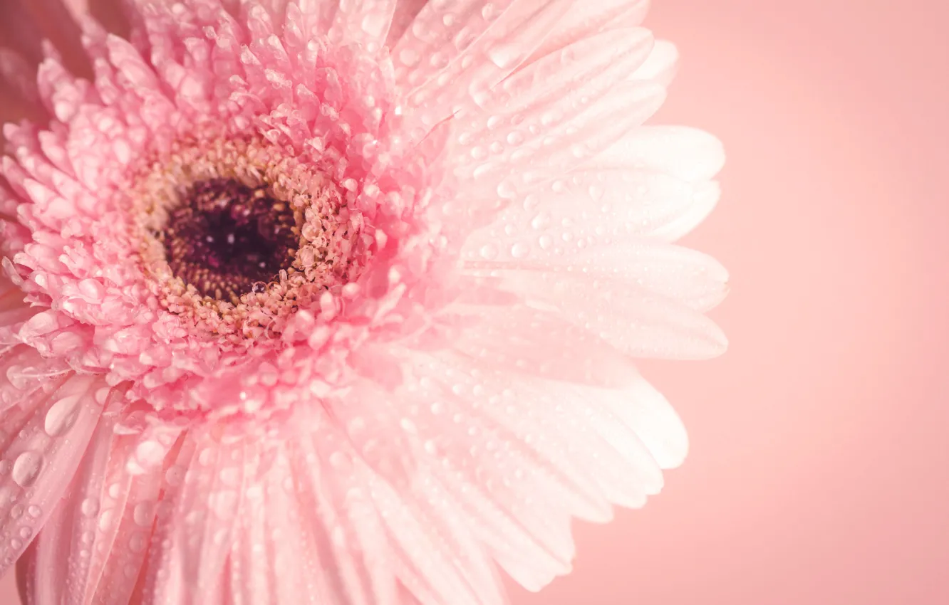 Photo wallpaper flower, macro, pink, flower, pink, macro, gerbera, gerbera