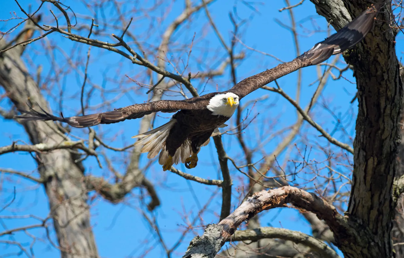 Photo wallpaper the sky, trees, flight, branches, blue, bird, eagle, wings