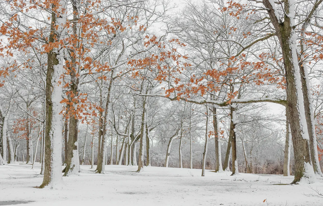 Photo wallpaper winter, forest, leaves, snow, trees, branches, Park, trunks