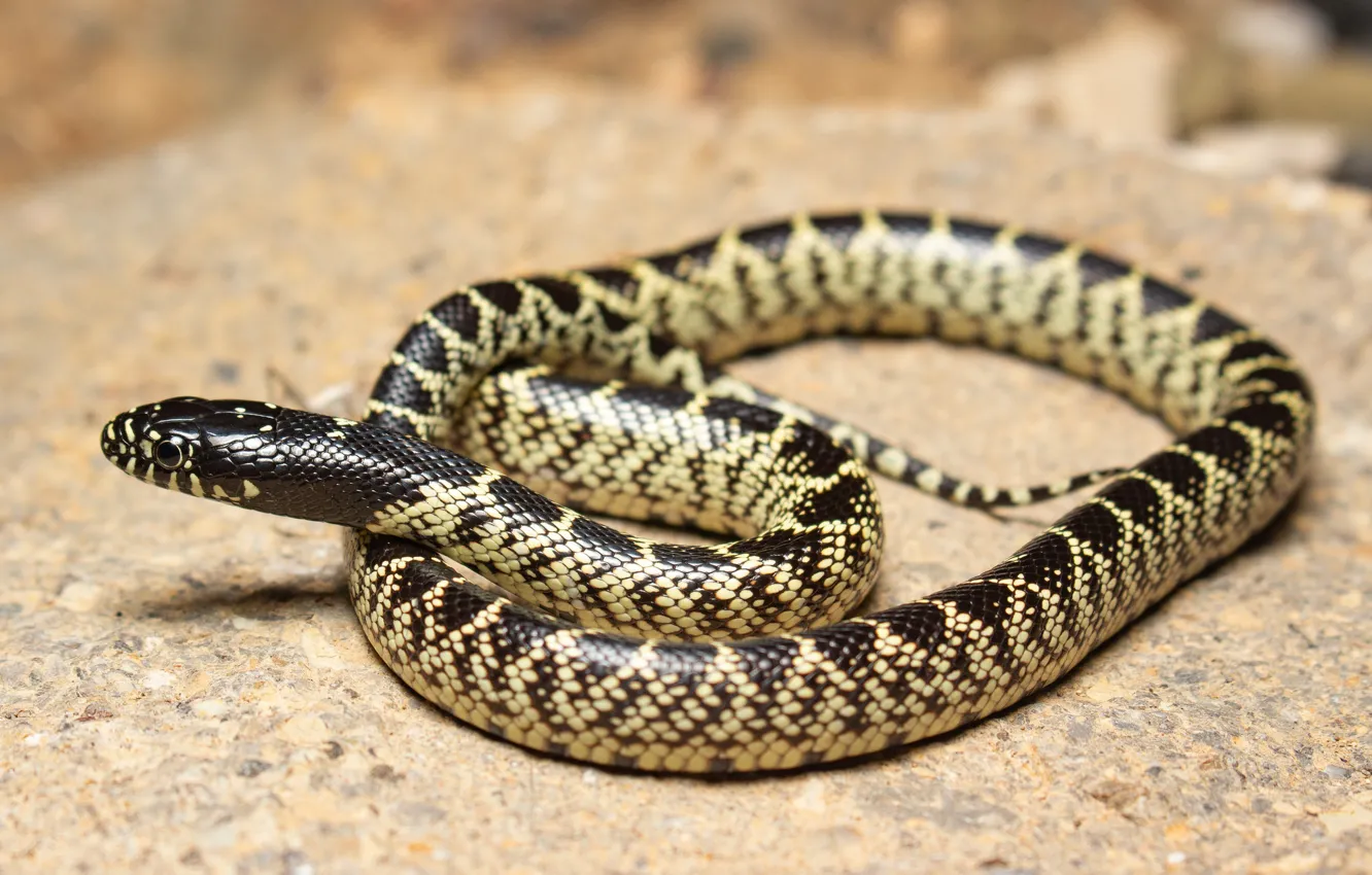 Photo wallpaper desert, snake, spotted