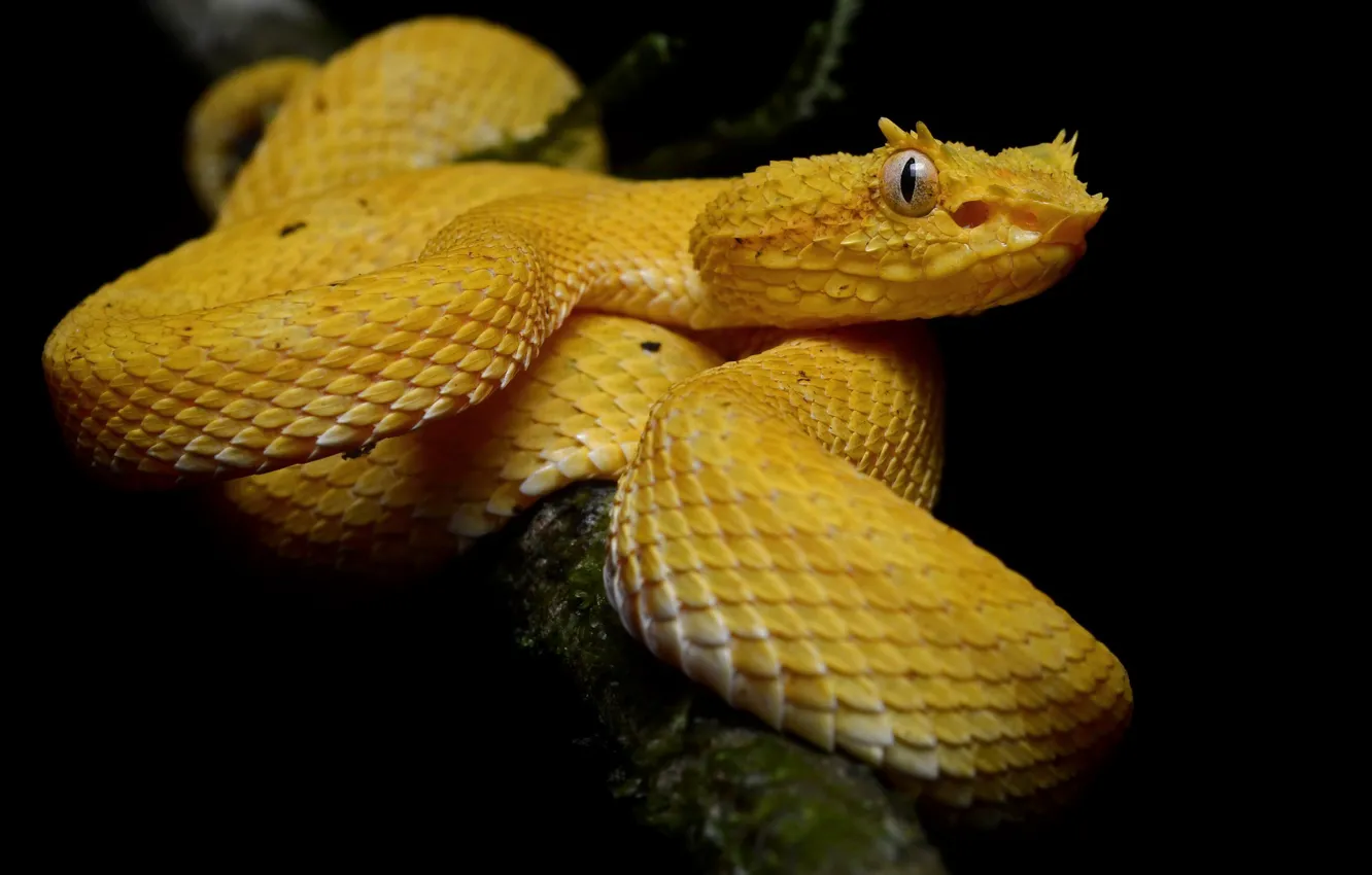 Photo wallpaper branches, yellow, snake