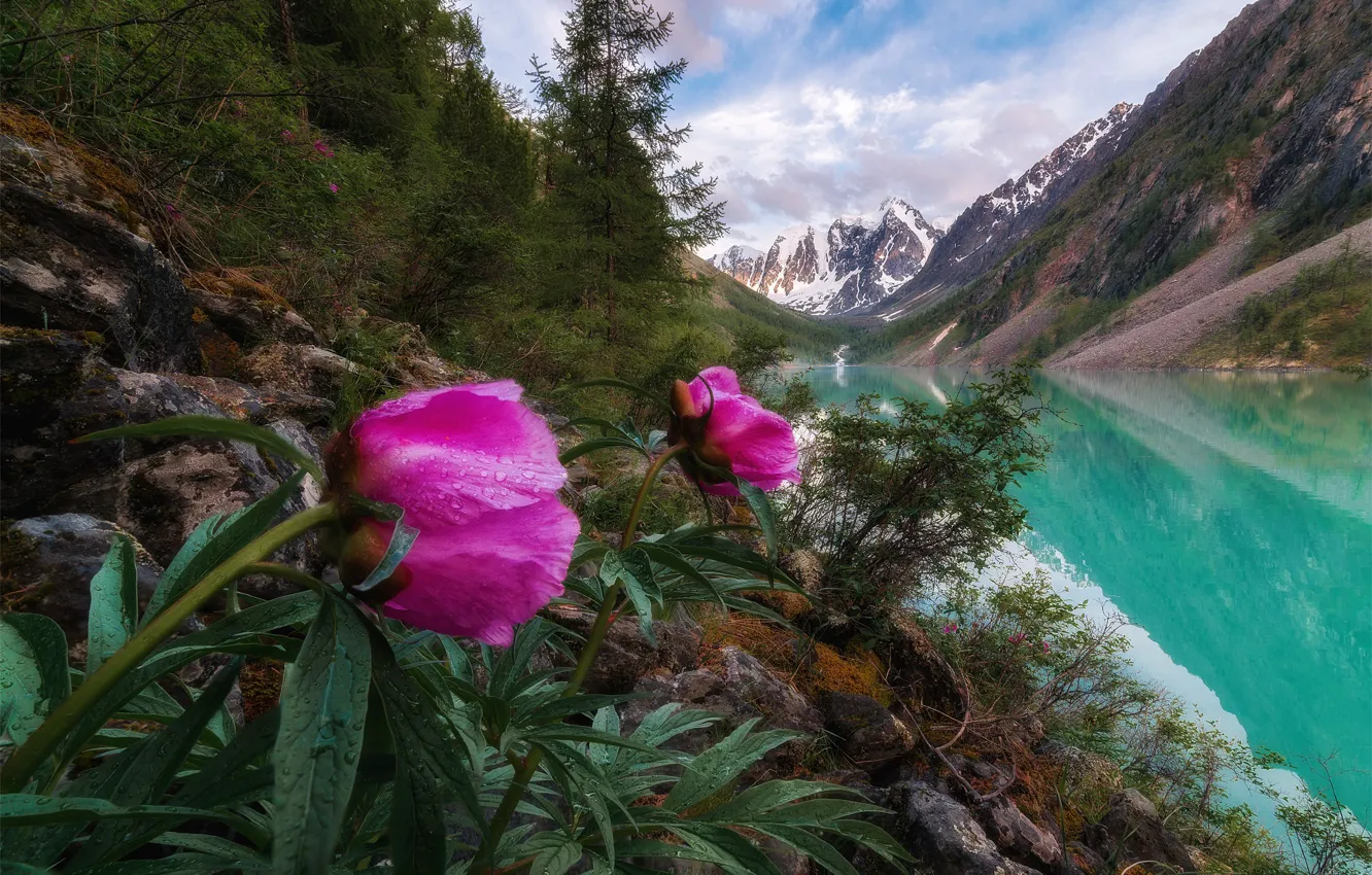 Photo wallpaper flowers, mountains, nature, Russia, peonies, Altay