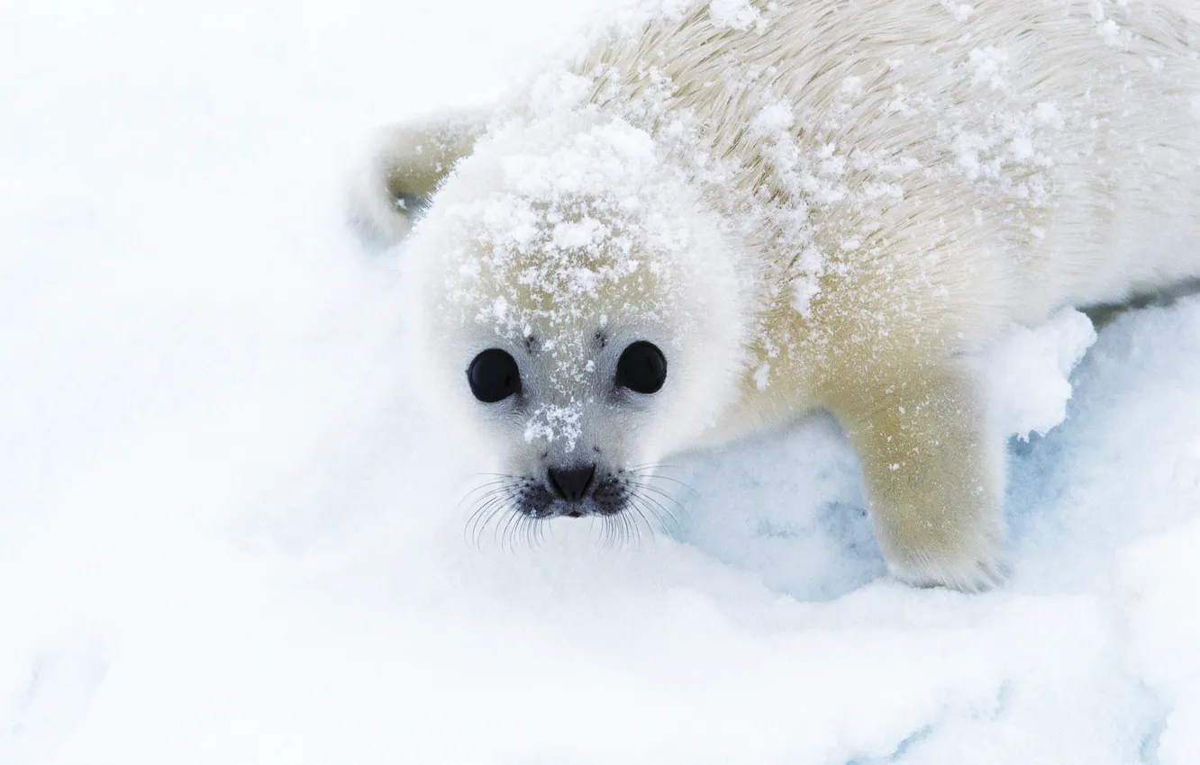 Photo wallpaper snow, seal, looks, Whitey