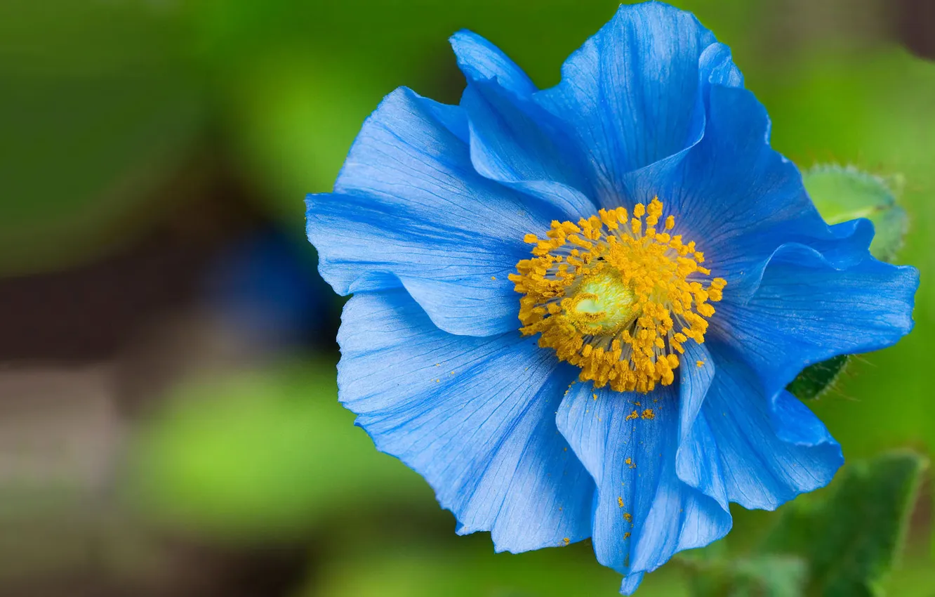 Photo wallpaper flower, macro, blue, pollen