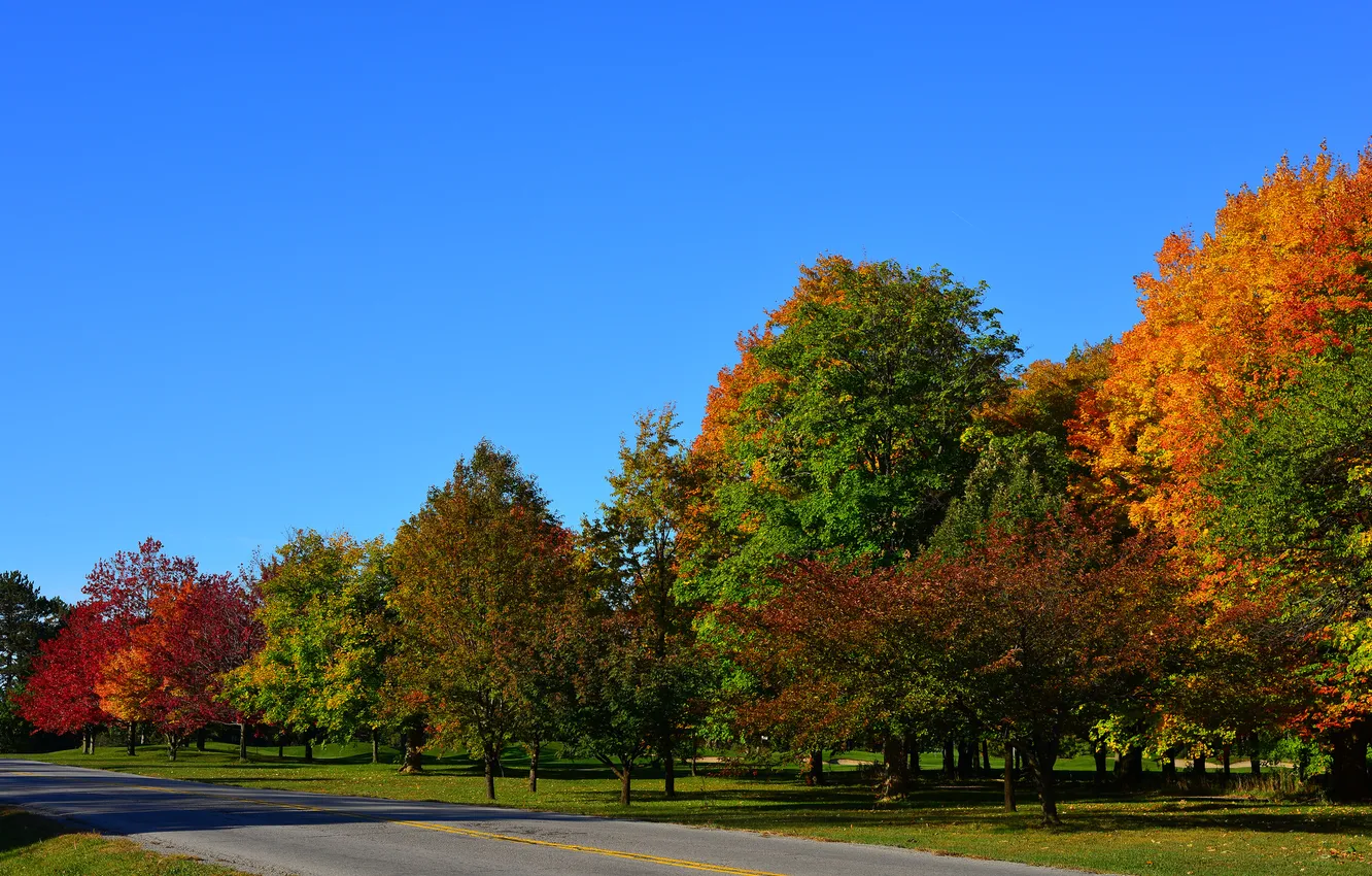 Photo wallpaper road, autumn, forest, the sky, trees