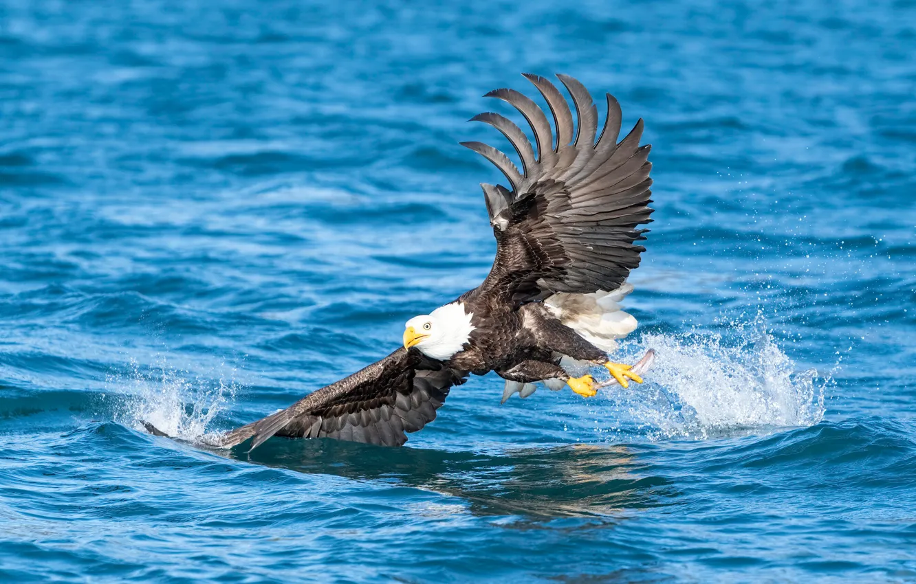 Photo wallpaper wave, flight, squirt, bird, fishing, fish, pond, blue background