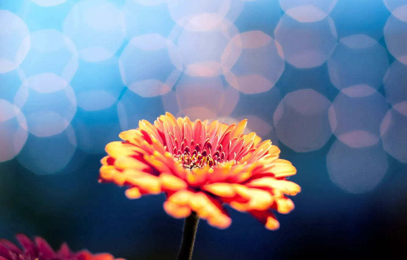 Photo wallpaper flower, flowers, background, Wallpaper, blur, wallpaper, flower, widescreen
