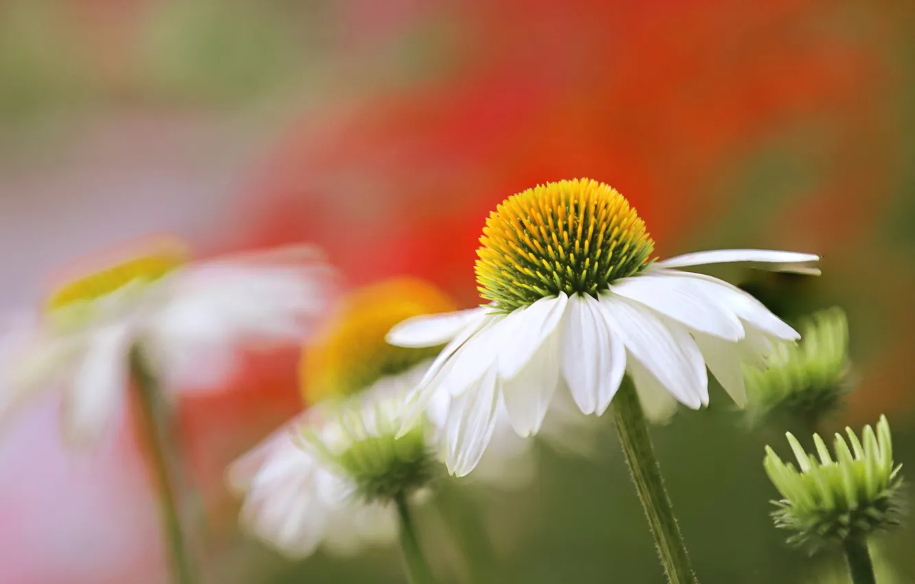 Photo wallpaper macro, bokeh, Echinacea