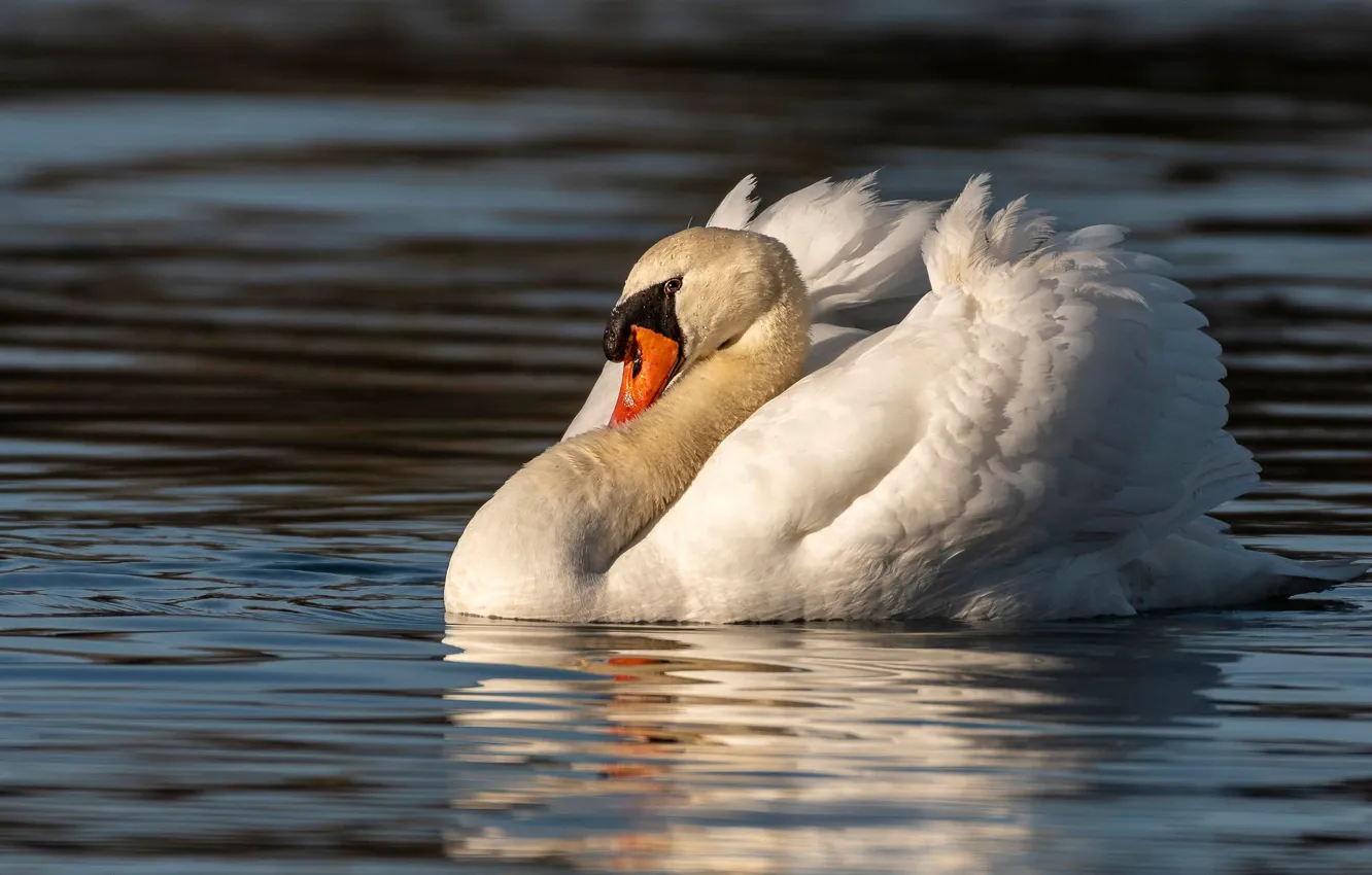 Photo wallpaper white, bird, swans, pond, swimming