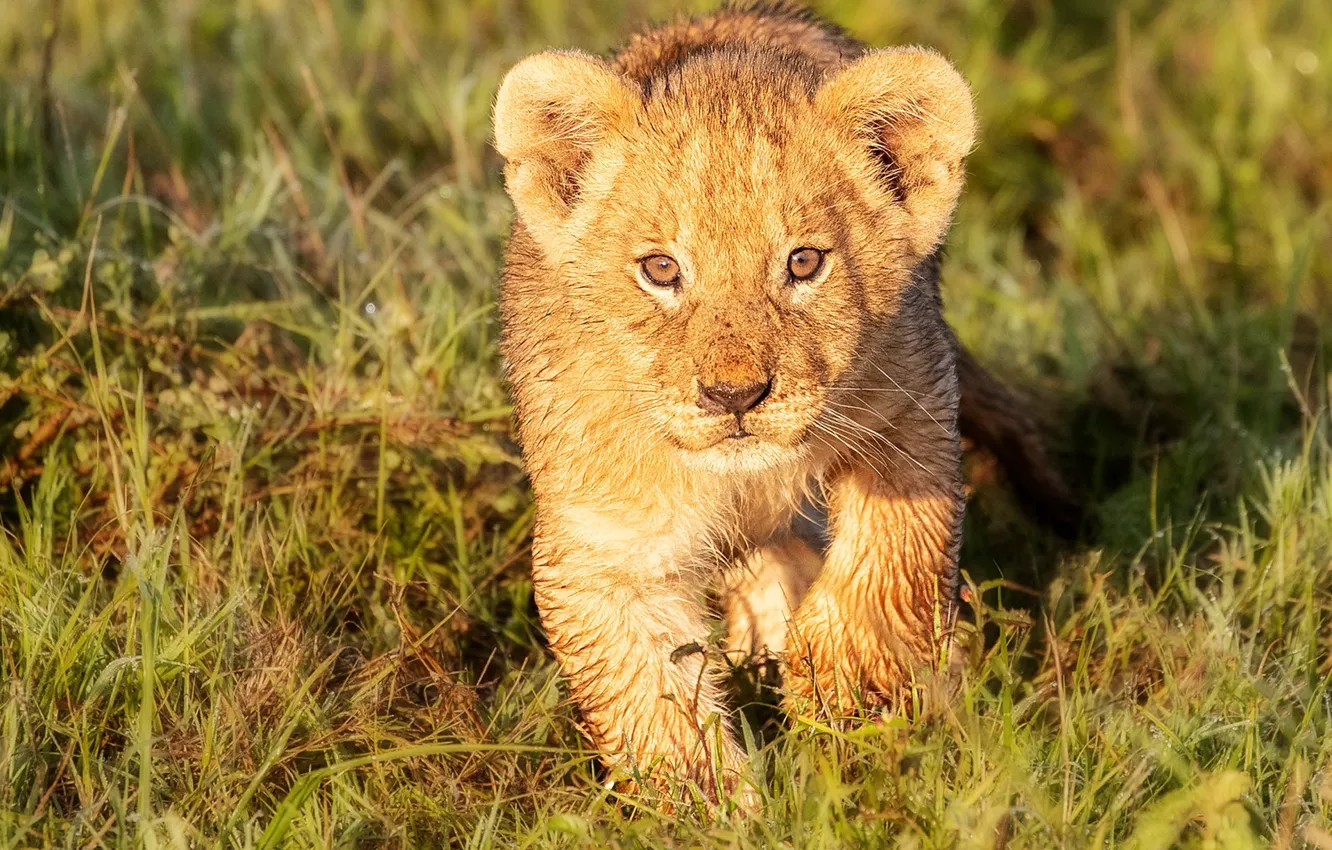 Photo wallpaper grass, look, cub, kitty, face, wild cat, lion