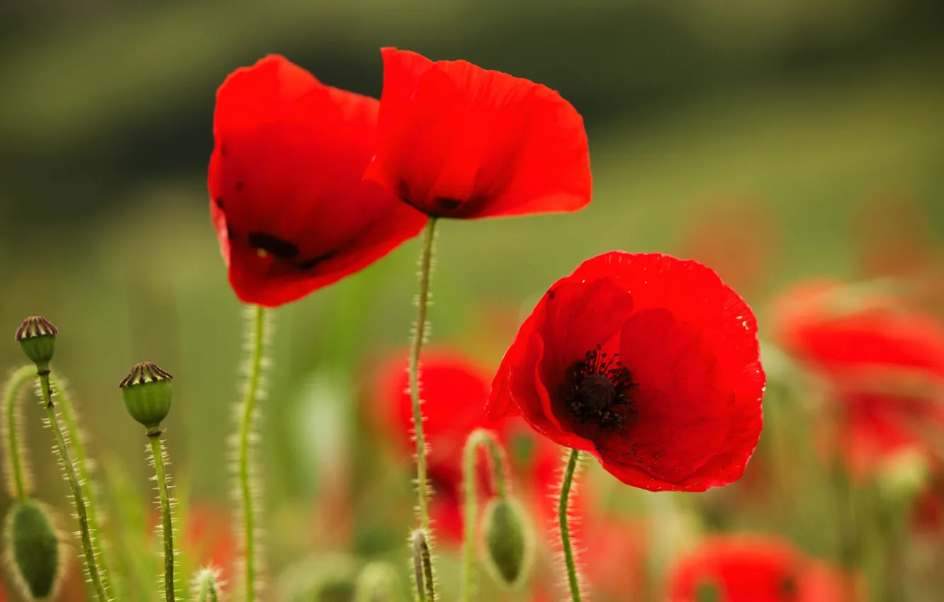 Photo wallpaper field, nature, Maki, petals, meadow
