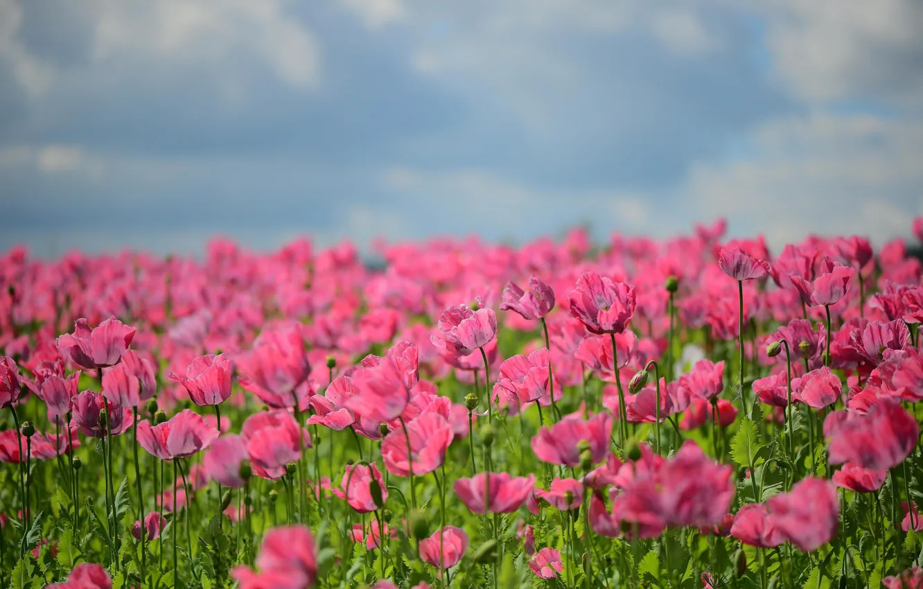 Photo wallpaper field, nature, Maki, bokeh
