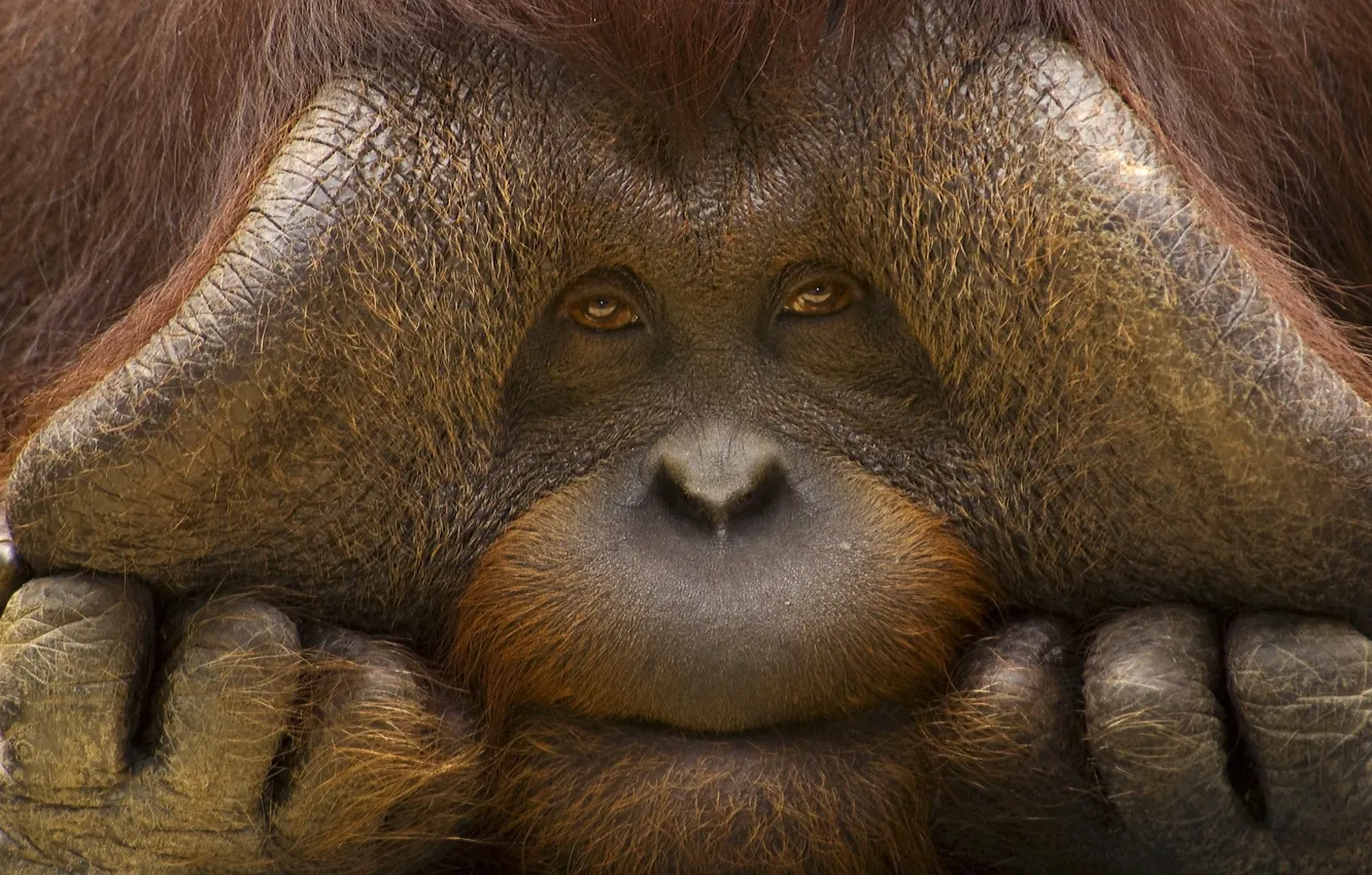 Photo wallpaper look, face, monkey, orangutan