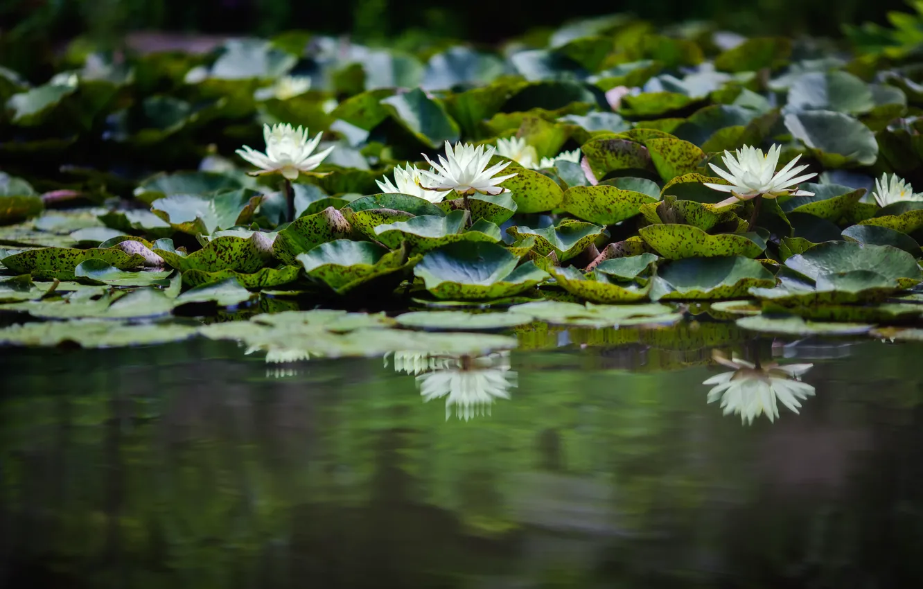 Photo wallpaper flower, water, lake, petals, Lily, water Lily