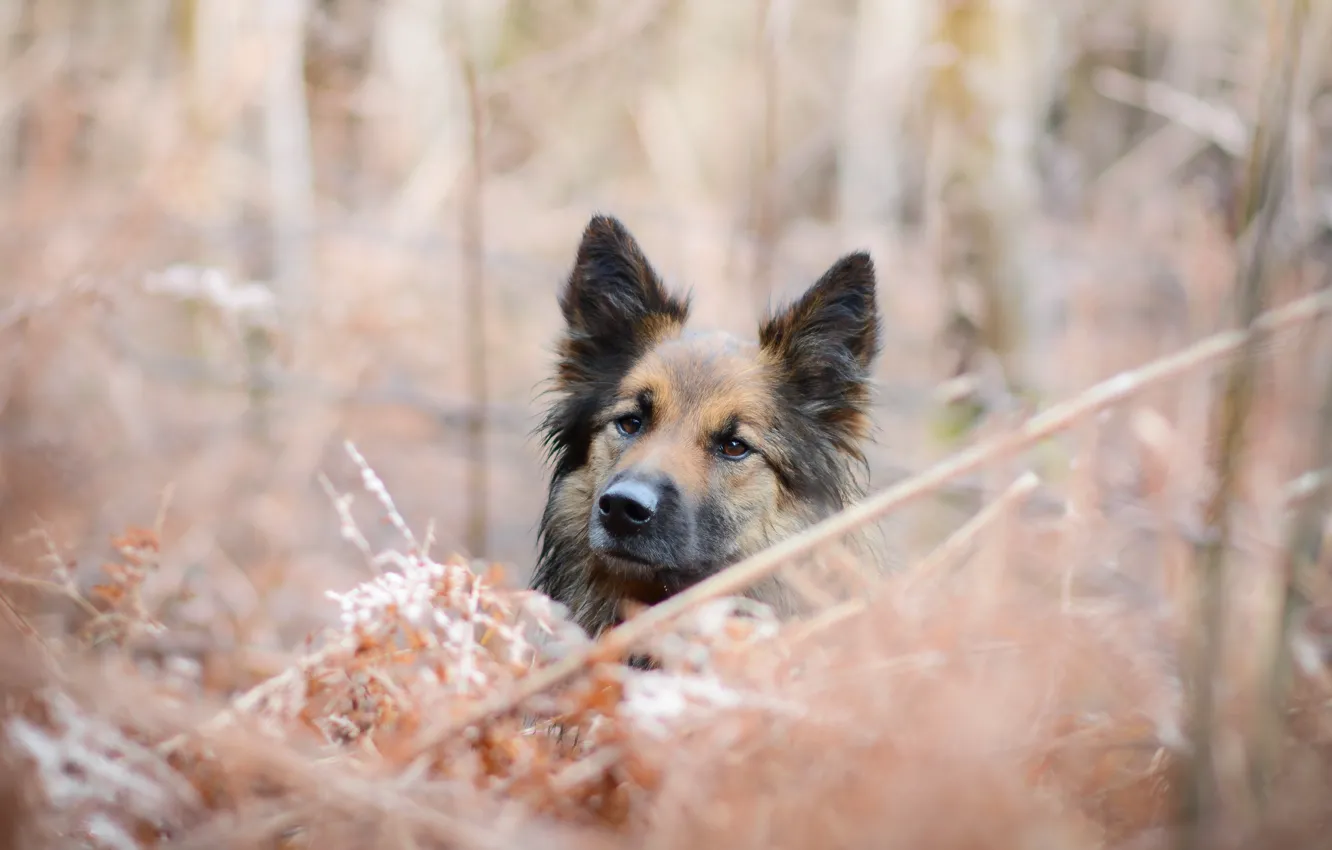 Photo wallpaper look, each, dog