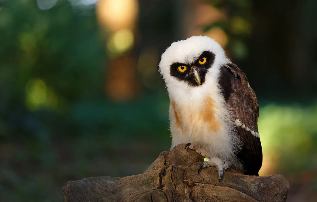 Photo wallpaper look, owl, bird, stump, bokeh, spectacled neotropical owl
