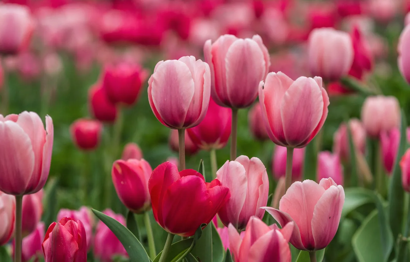 Photo wallpaper tulips, pink, buds