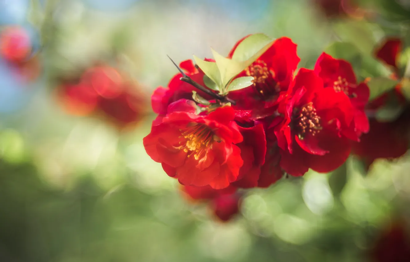 Photo wallpaper flowers, branches, red, nature, green, spring, flowering, bokeh