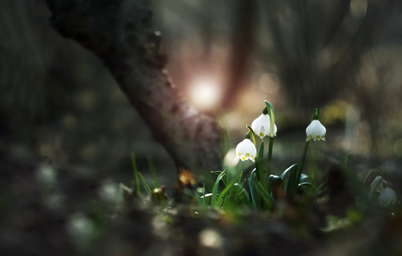 Photo wallpaper forest, light, trees, flowers, nature, glare, glade, blur