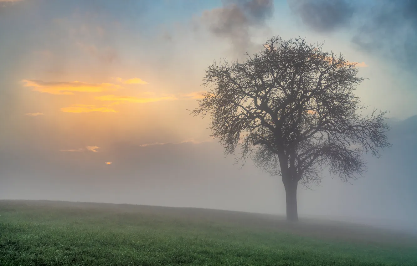 Photo wallpaper fog, tree, morning