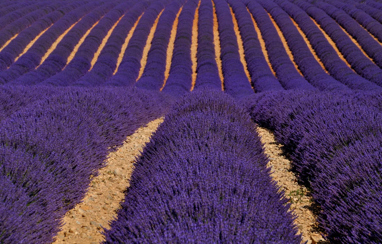Photo wallpaper flowers, France, lavender, plantation, Provence, Valensole