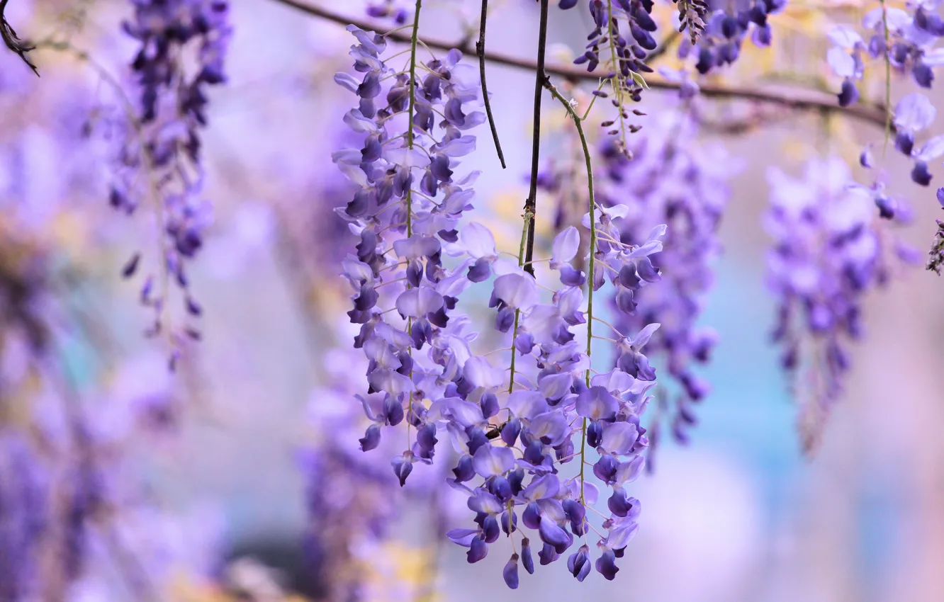 Photo wallpaper flowers, background, lilac, lilac, bokeh, Wisteria, Wisteria, hanging