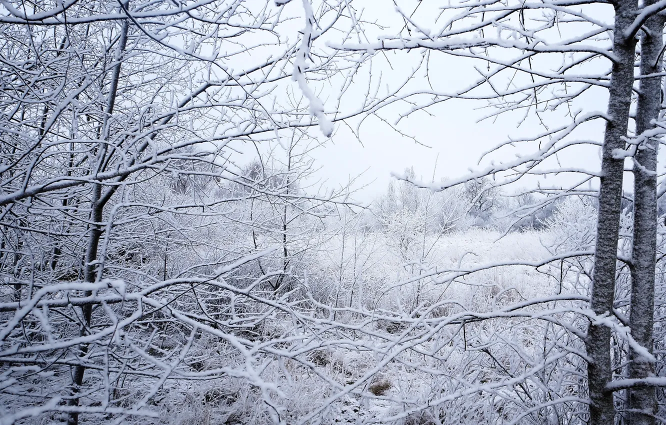 Photo wallpaper forest, park, winter, snow, tree, cold, twig