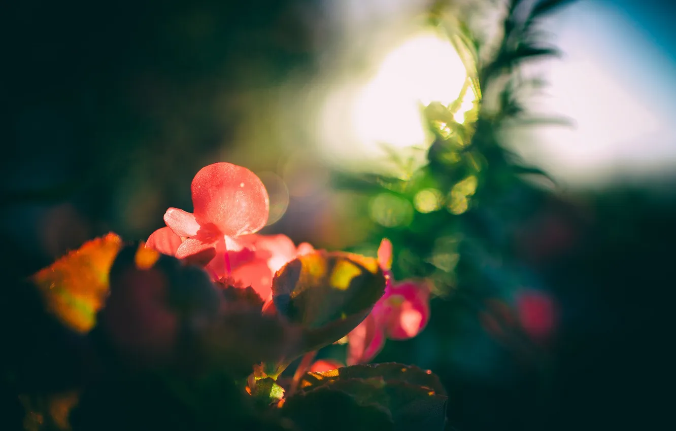 Photo wallpaper flowers, plant, petals, bokeh