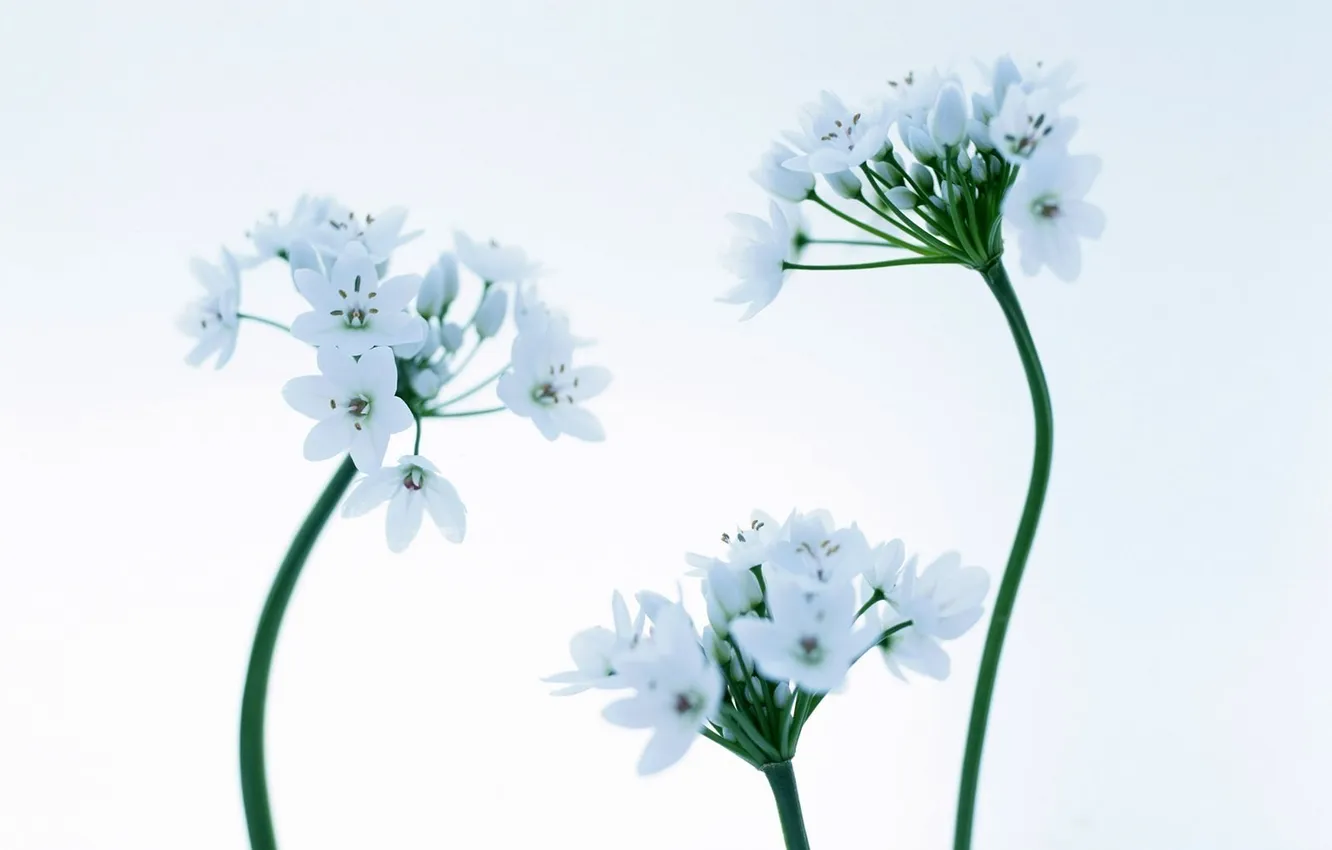 Photo wallpaper flowers, tenderness, blue