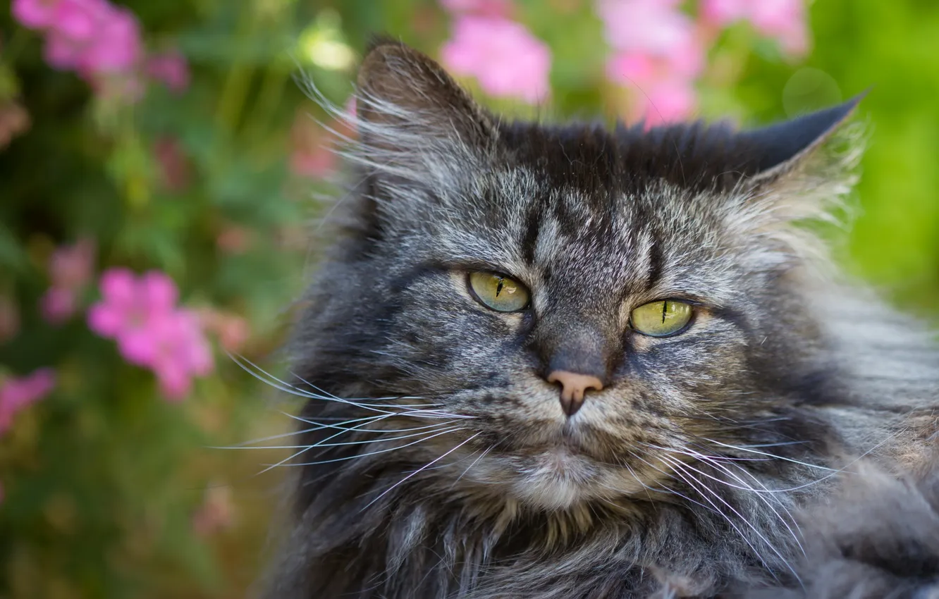 Photo wallpaper summer, cat, background