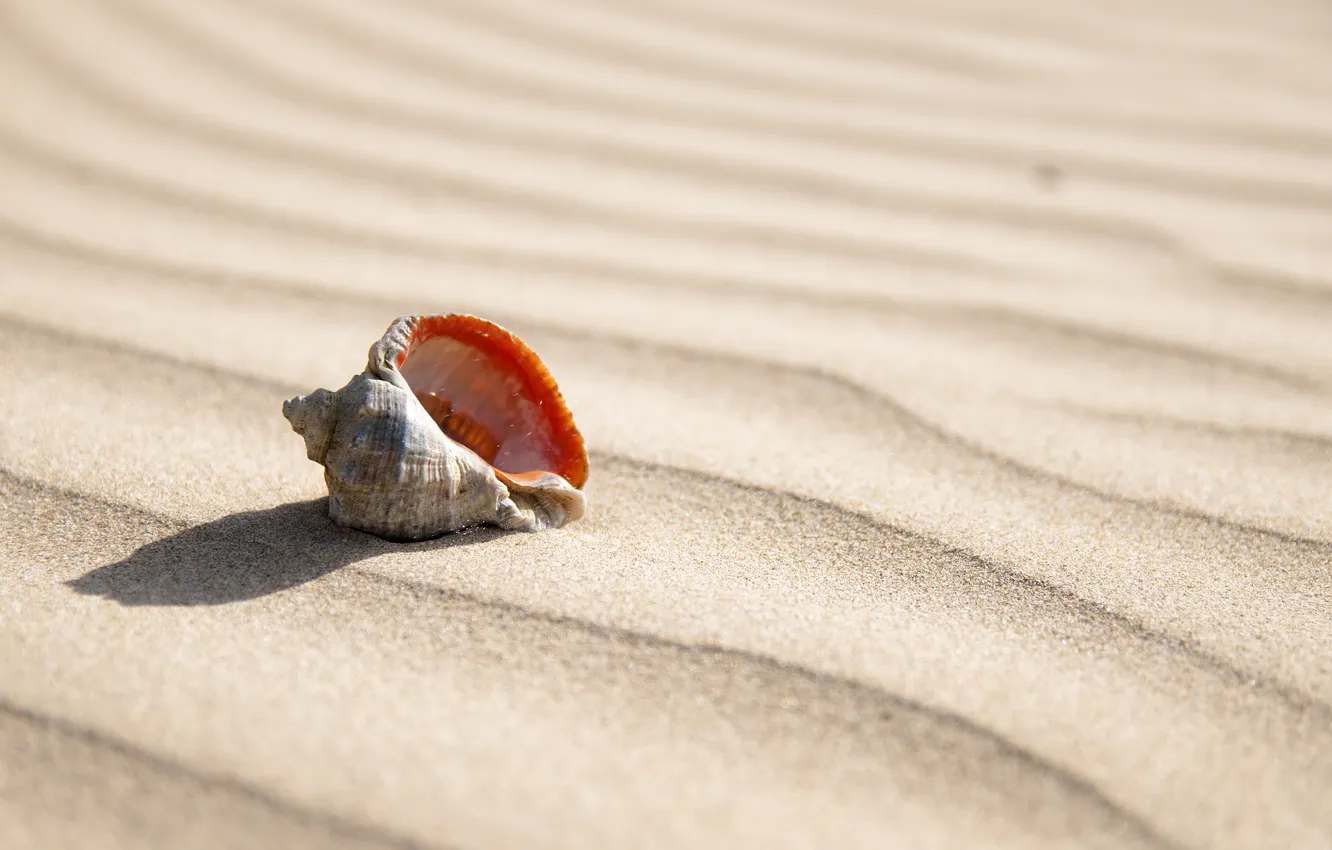 Photo wallpaper sand, summer, shell