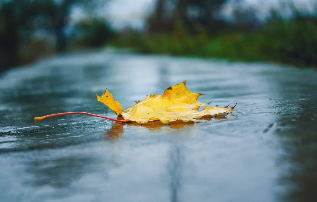 Photo wallpaper autumn, macro, leaf, blur