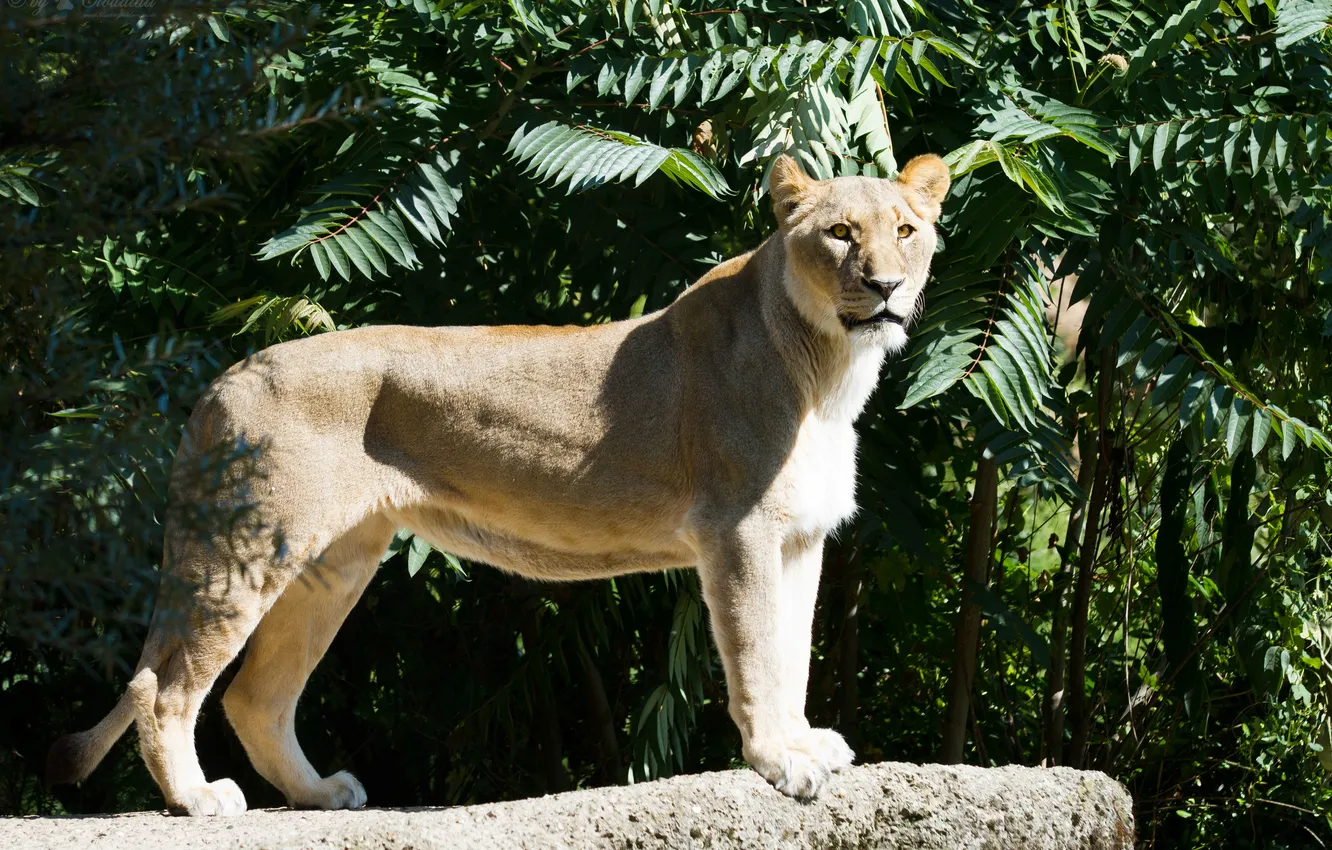 Photo wallpaper cat, the sun, lioness