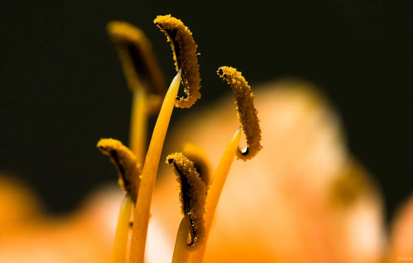 Photo wallpaper macro, flowers