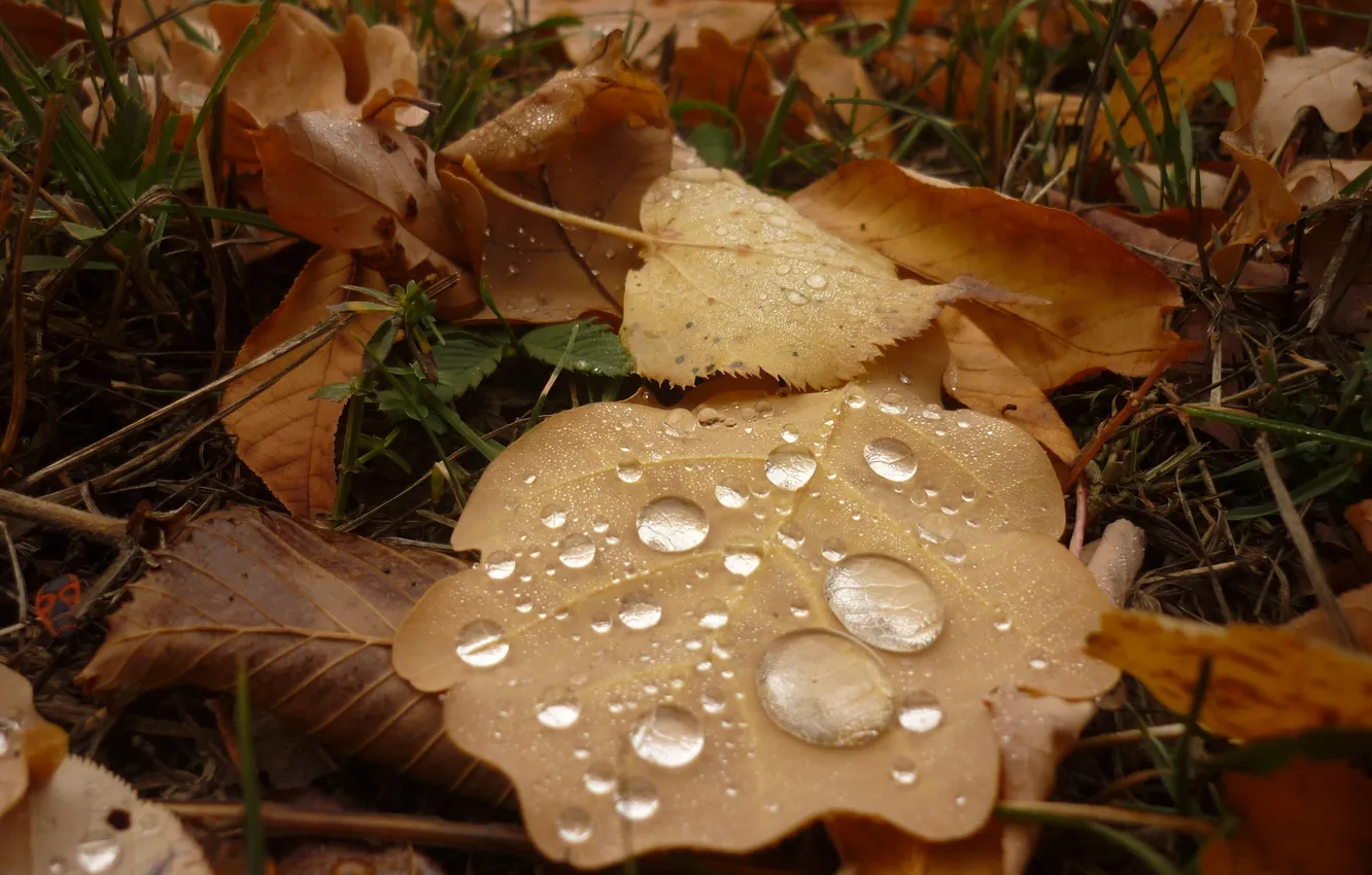 Photo wallpaper autumn, nature, plant