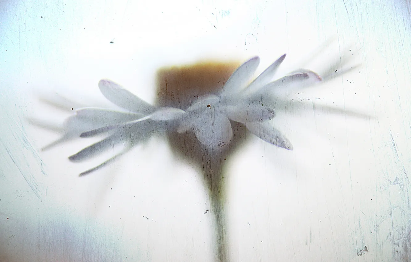 Photo wallpaper style, background, chamomile