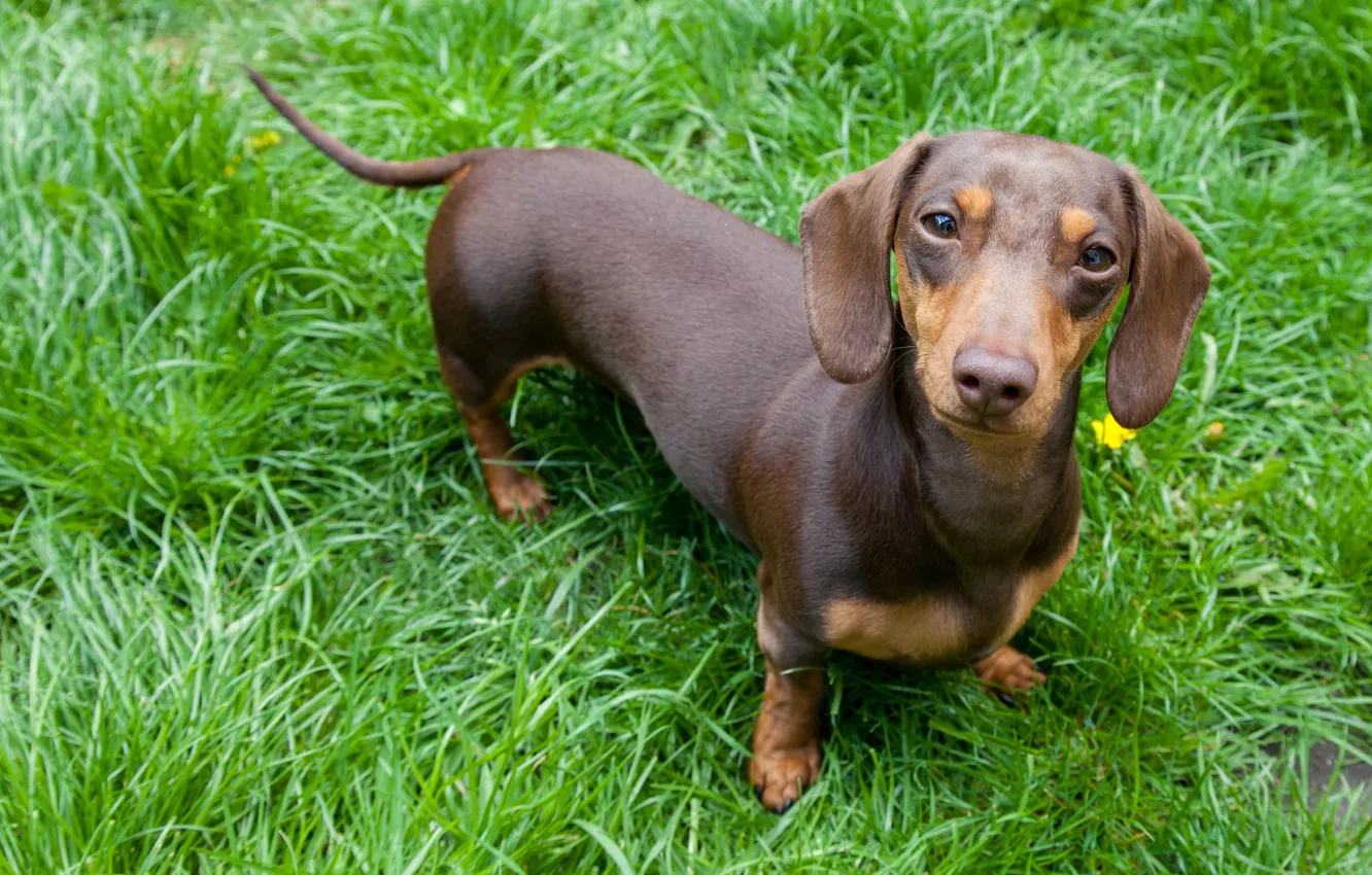 Photo wallpaper dog, ears, Domestic, Doggy, dachshund dog, dachshund puppy