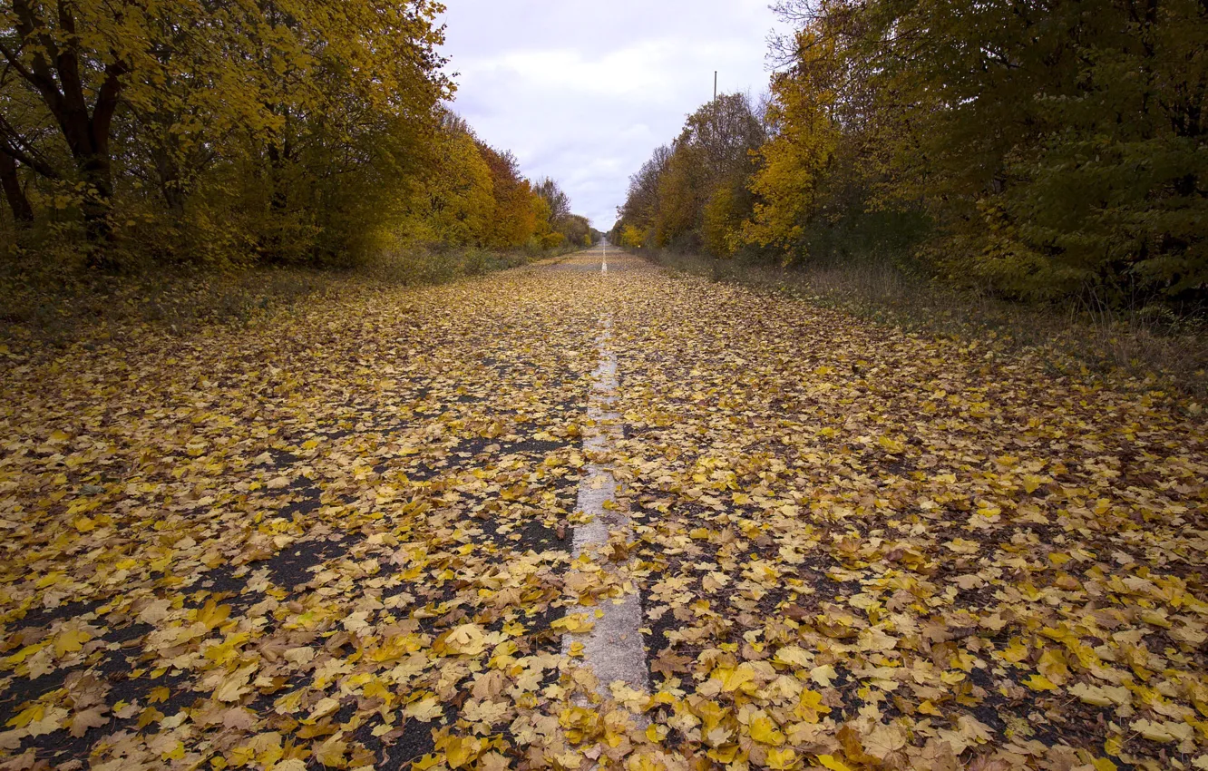 Photo wallpaper road, autumn, leaves