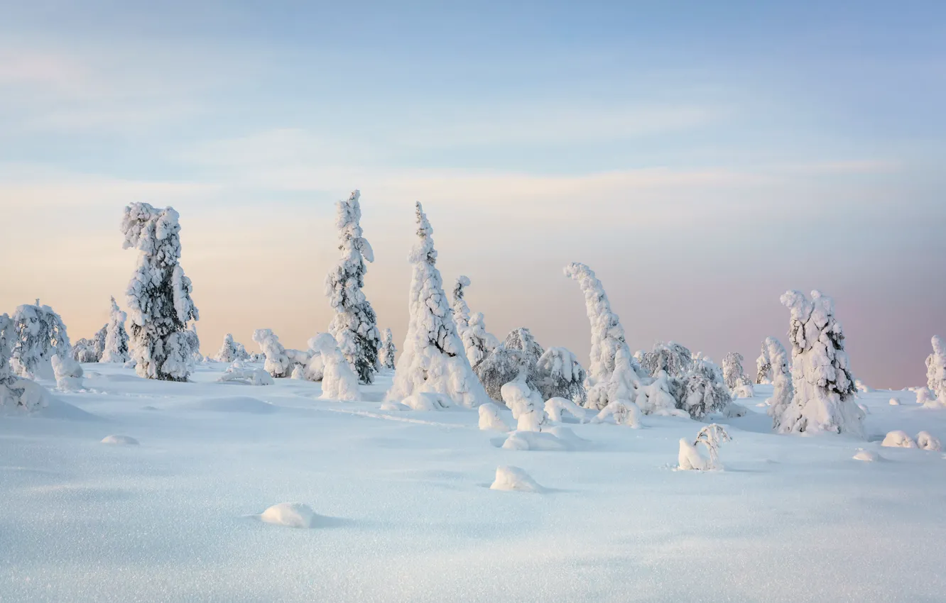 Photo wallpaper winter, frost, forest, snow, trees, nature, ate, the snow