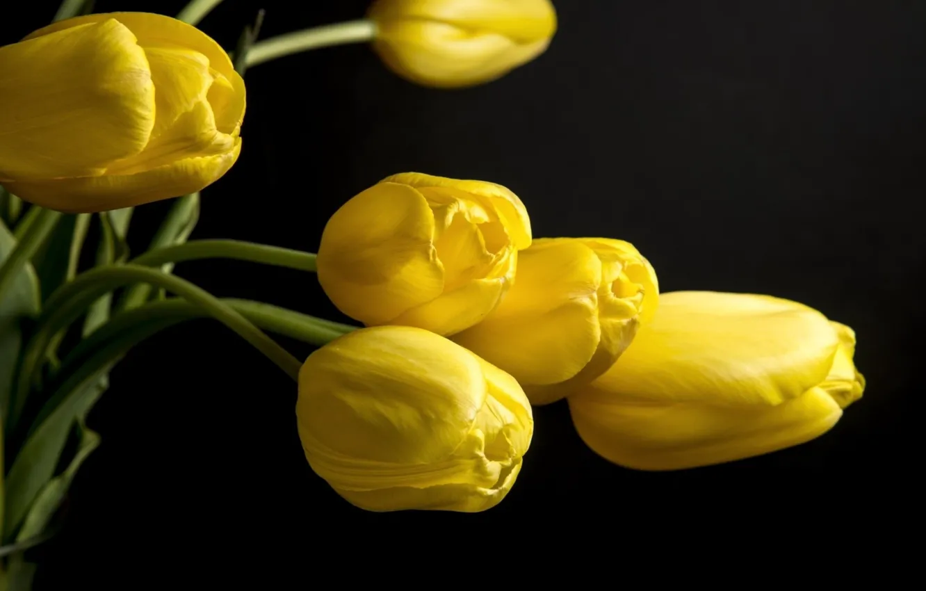 Photo wallpaper flower, yellow, nice