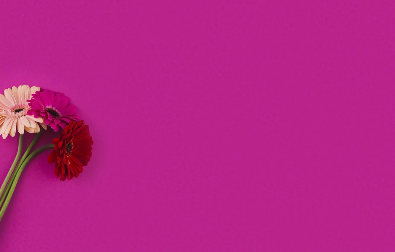Photo wallpaper flowers, bouquet, gerbera, pink background